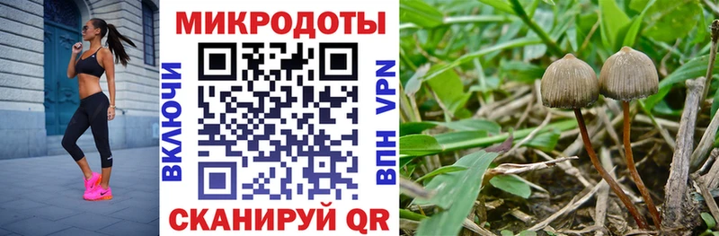 Псилоцибиновые грибы Cubensis купить наркотик Вятские Поляны
